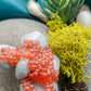 Close-up of salmon eggs on stones with moss and natural textures, representing life cycles and land-based learning