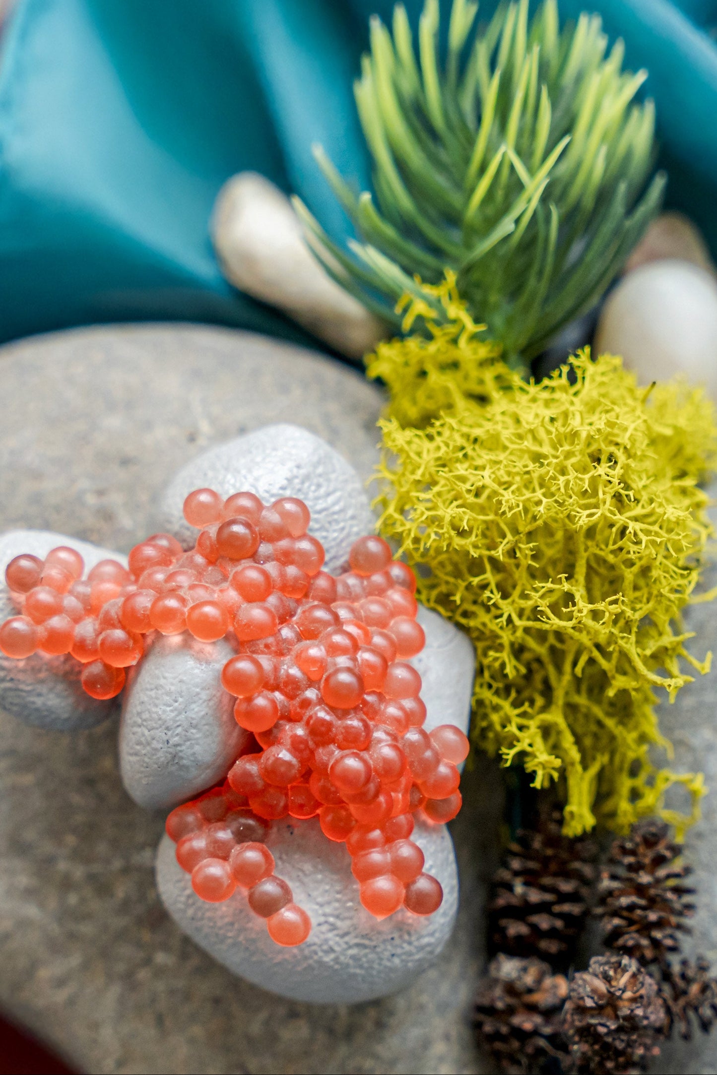 Close-up of salmon eggs on stones with moss and natural textures, representing life cycles and land-based learning