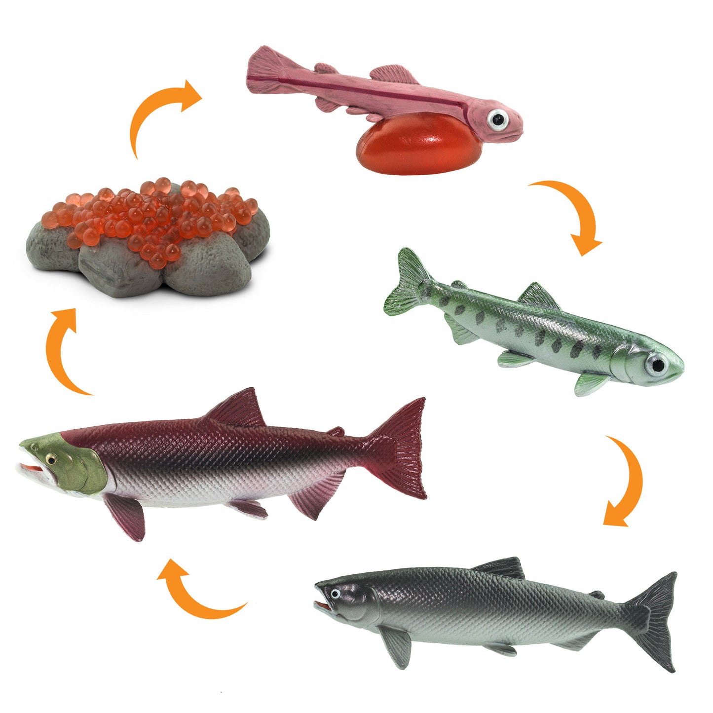 Salmon Life Cycle by Safari Ltd.